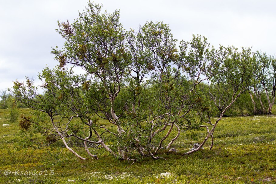 Береза приземистая Betula humilis