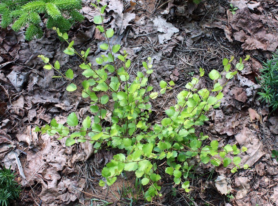 Береза карликовая Betula Nana