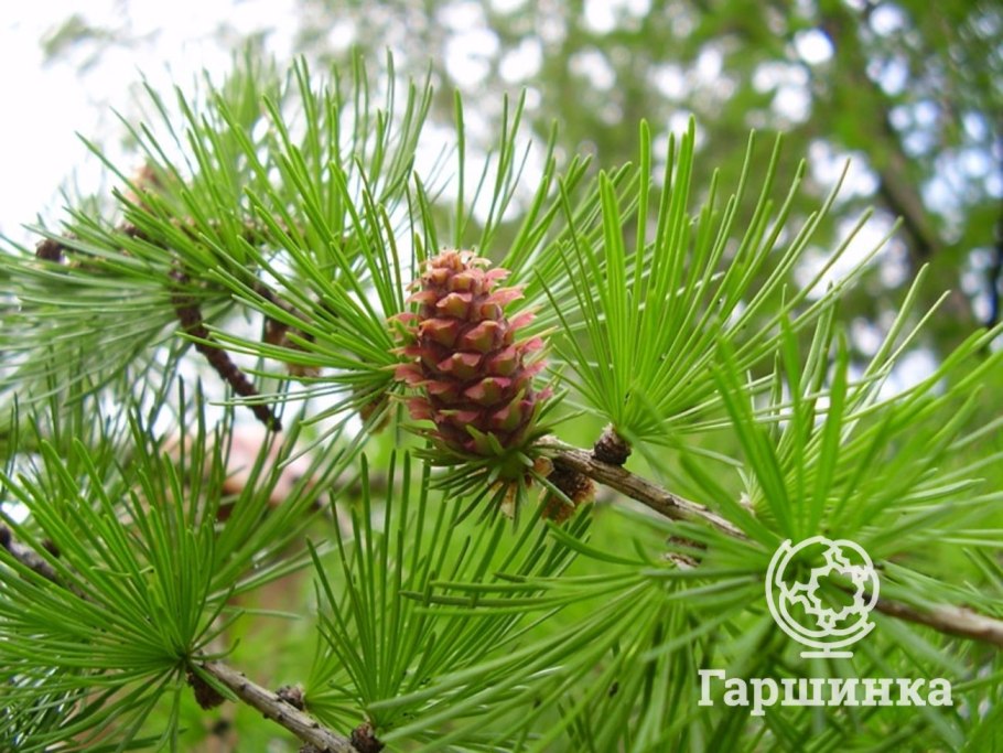 Лиственница Гриффита