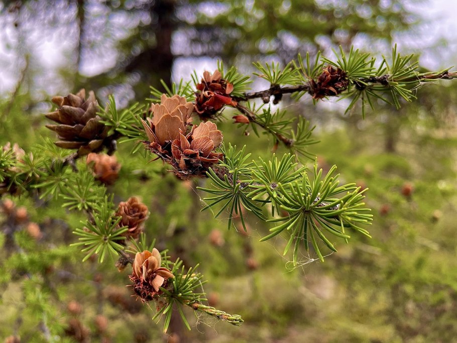 Лиственница это хвойное или лиственное дерево