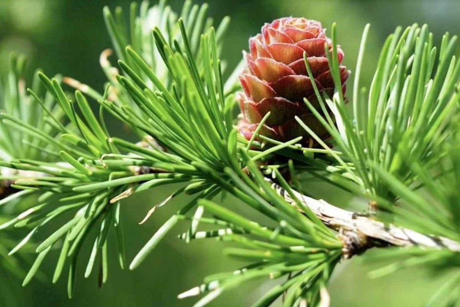 Лиственница Ольгинская шишка
