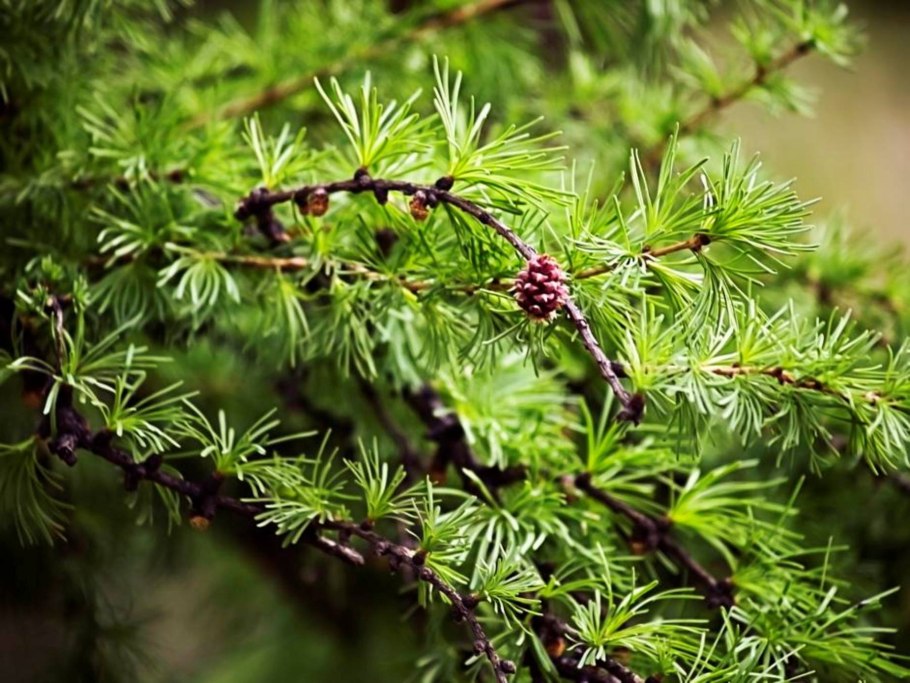 Цикл развития сосны обыкновенной схема