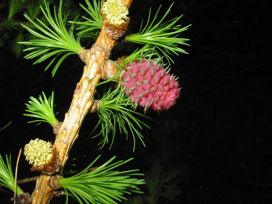 Шишка сосны Pinus lambertiana