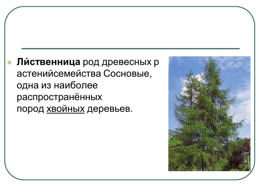 Лиственница японская Блю раббит