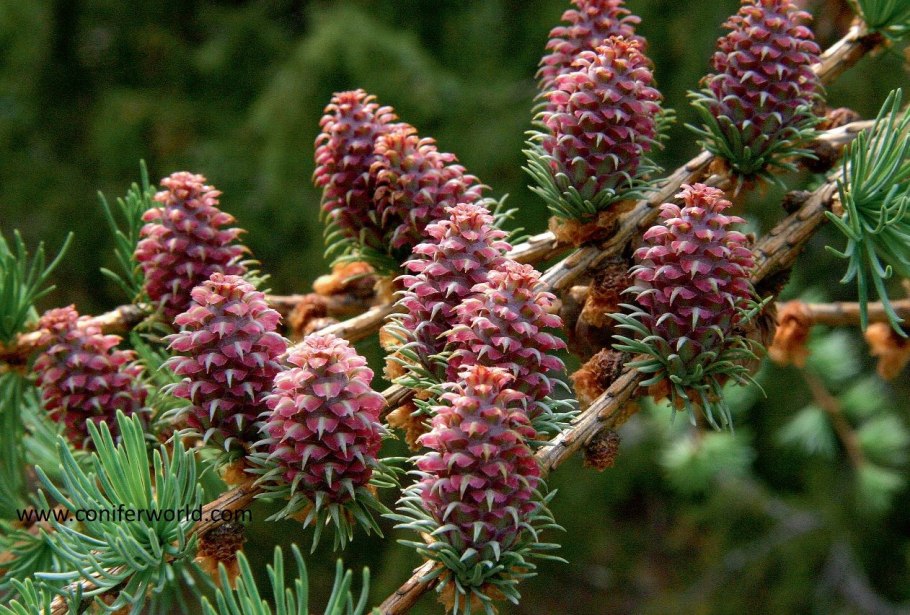 Еловая, Пихтовая, Сосновая лапы