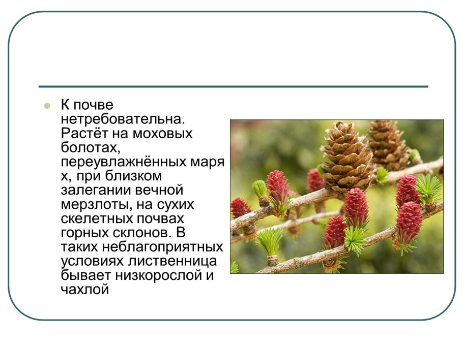 Лиственница осенью хвоинки