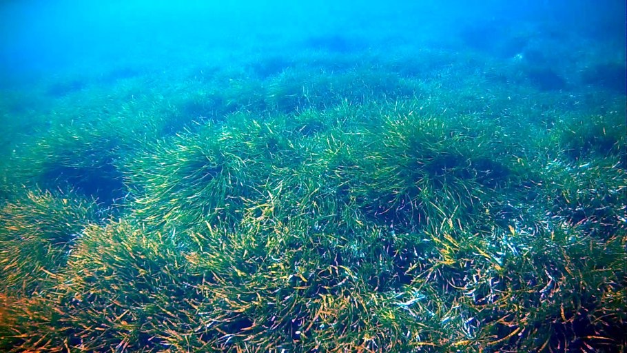 Речные водоросли Посейдония