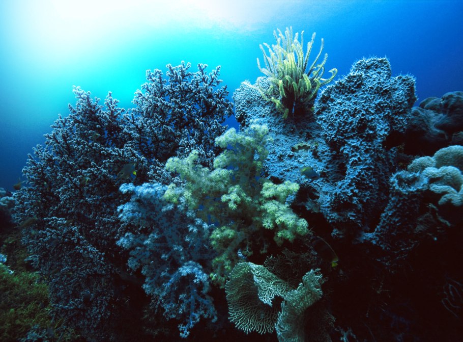 Водоросли черного моря