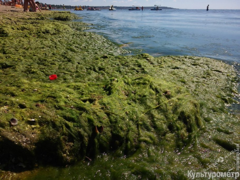 Мертензия Приморская