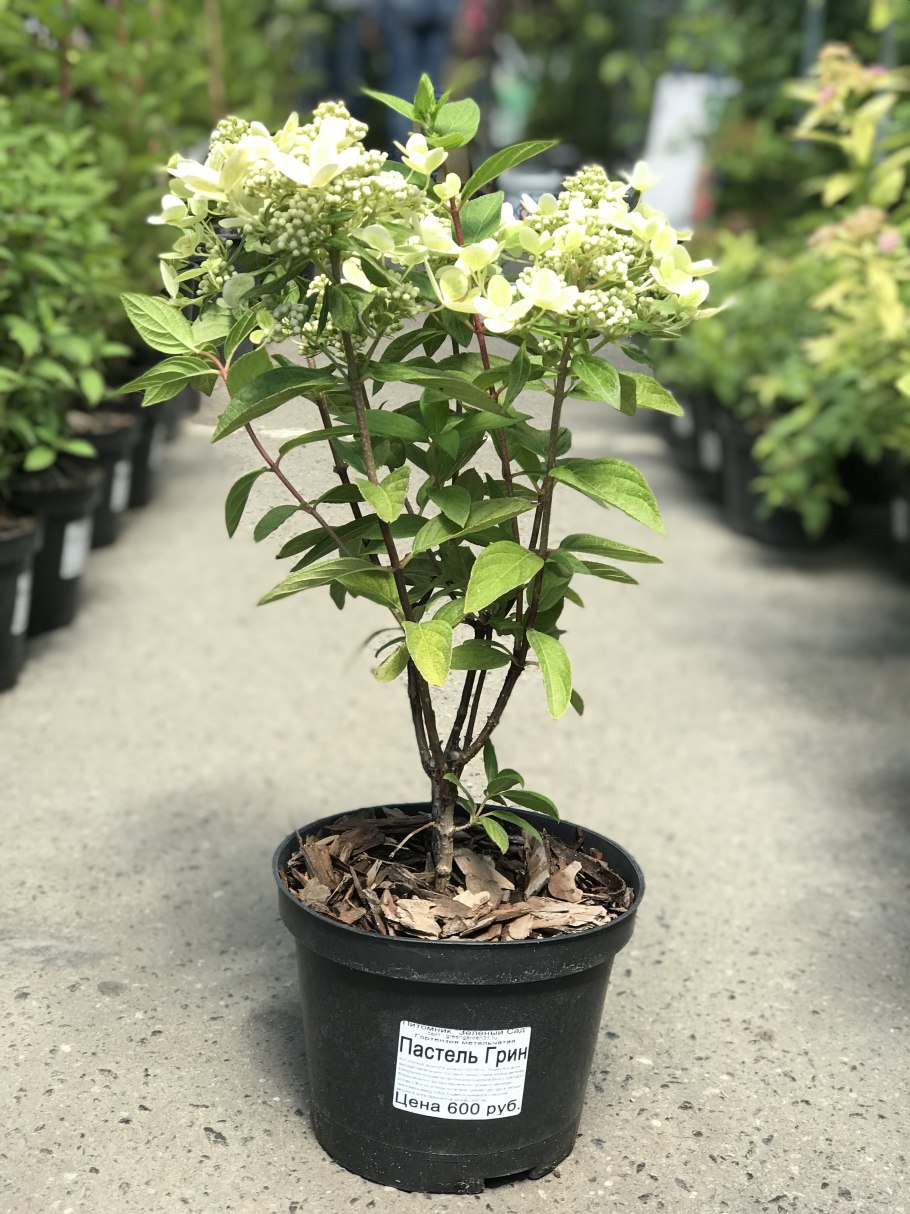 Гортензия метельчатая (Hydrangea paniculata `Dart`s little Dot`)