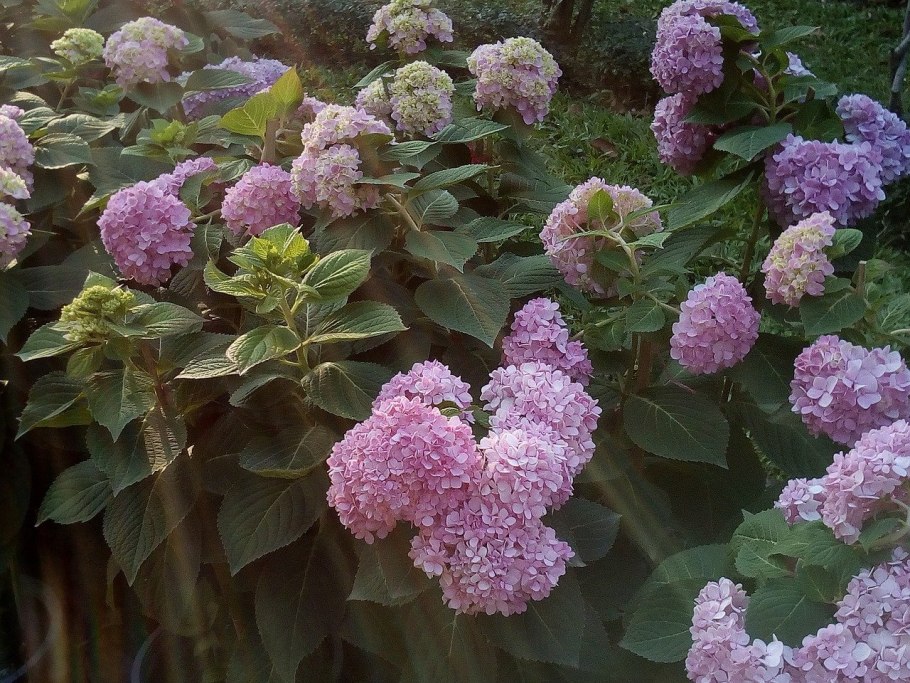 Гортензия метельчатая pastelgreen