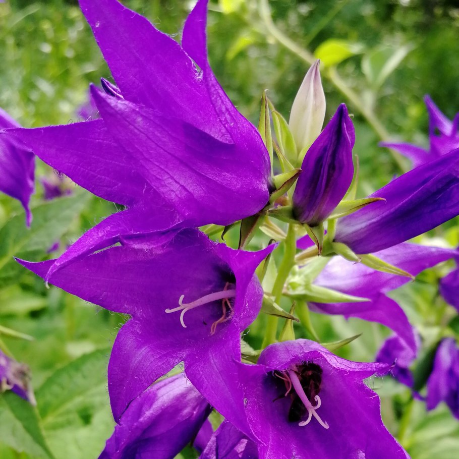 Колокольчик Campanula latifolia