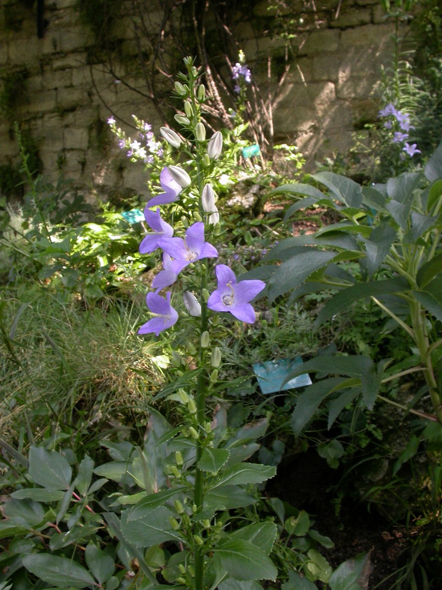 Колокольчик пирамидальный (Campanula pyramidalis)