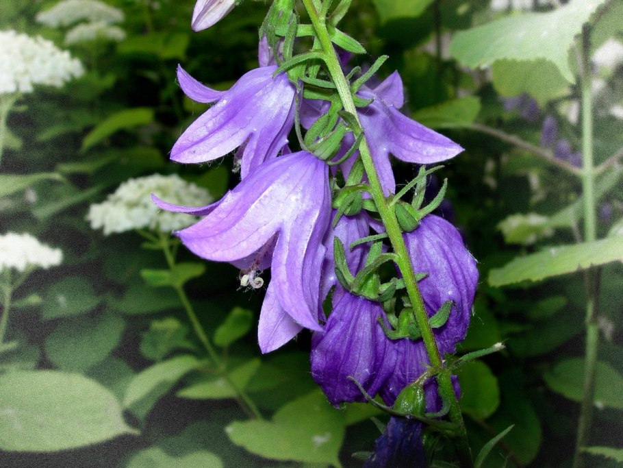 Колокольчик персиколистный (Campanula persicifolia)