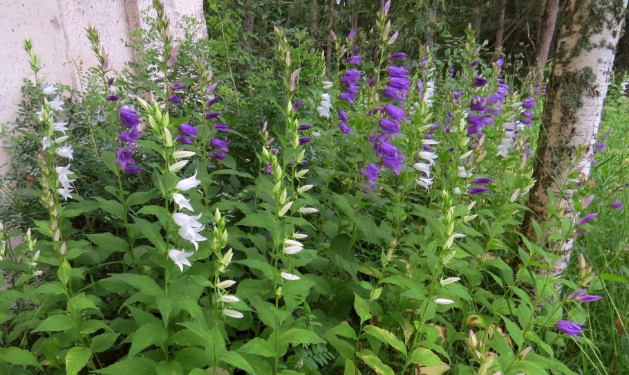 Колокольчик Campanula latifolia