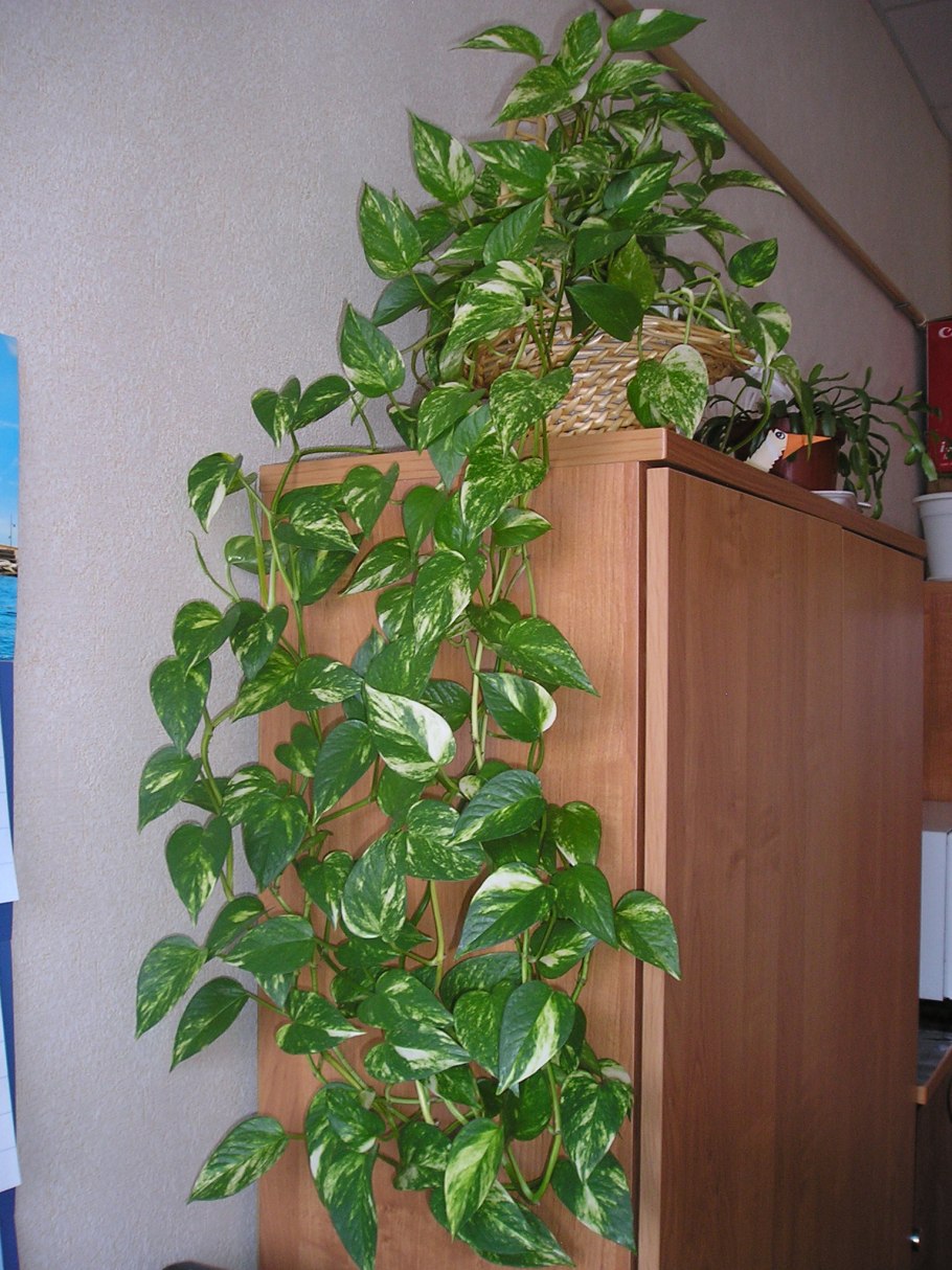 Плющ сциндапсус