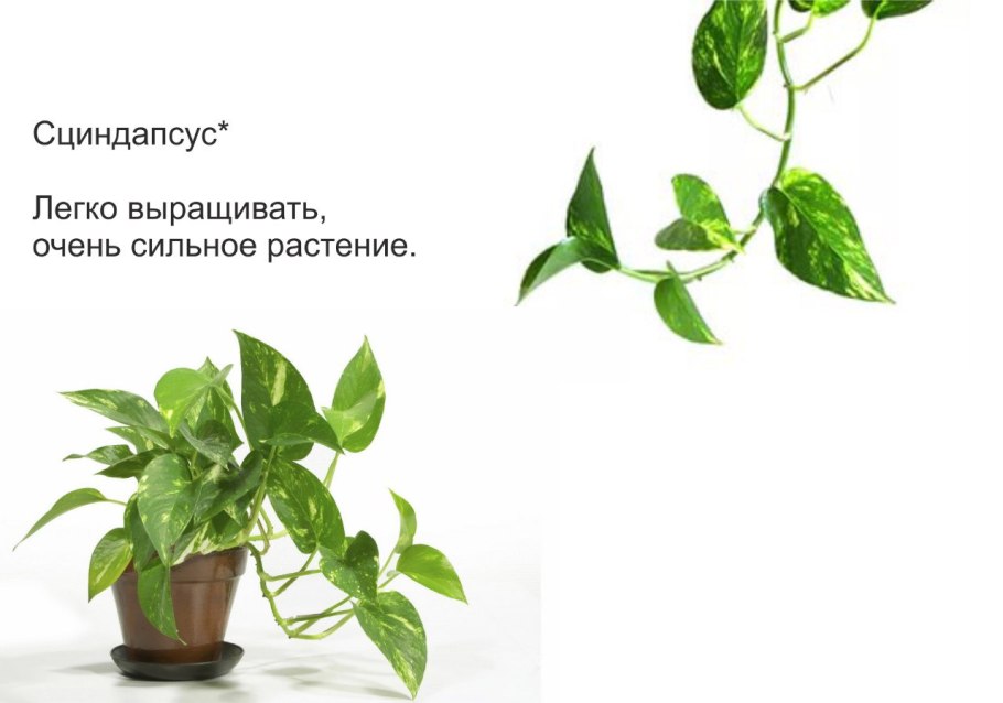 Сциндапсус и Эпипремнум разница