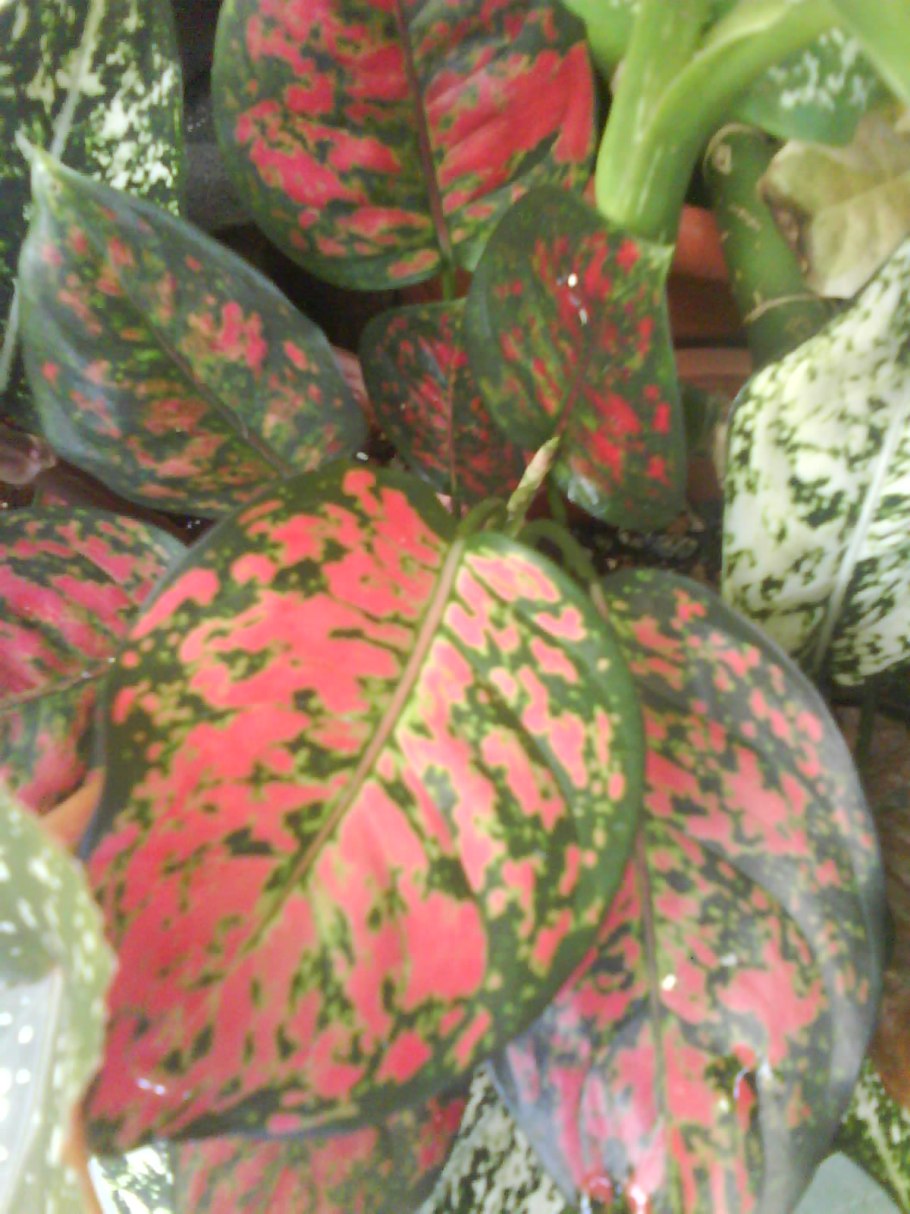 Аглаонема Король Сиама