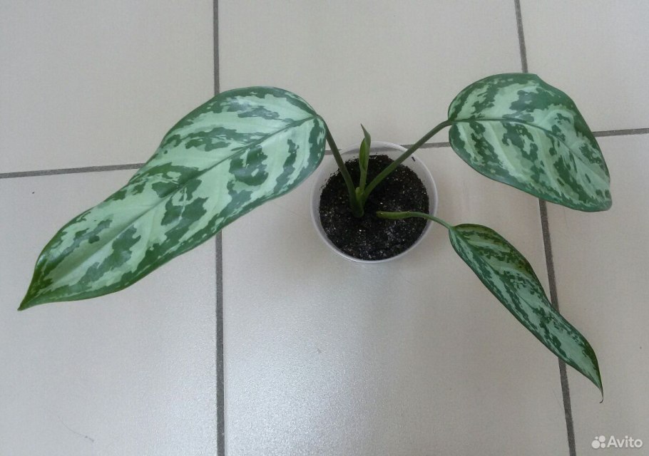 Сингониум Imperial White