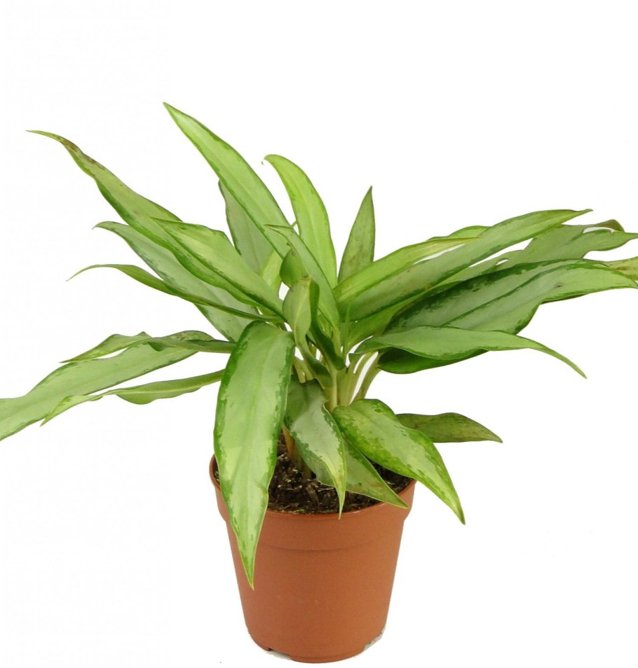 Аглаонема узколистная Вайт Ленс