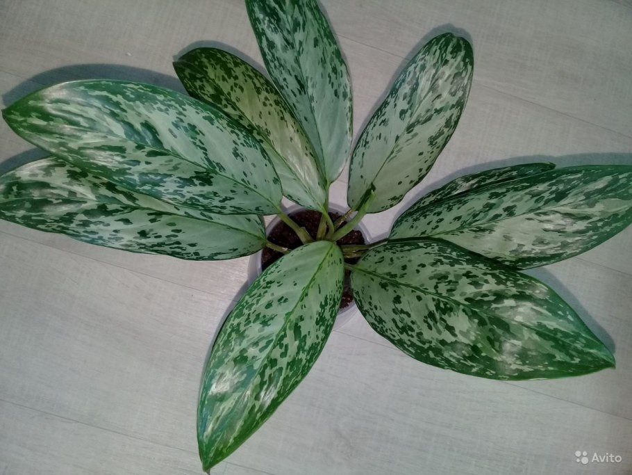 Аглаонема рочл диамонд