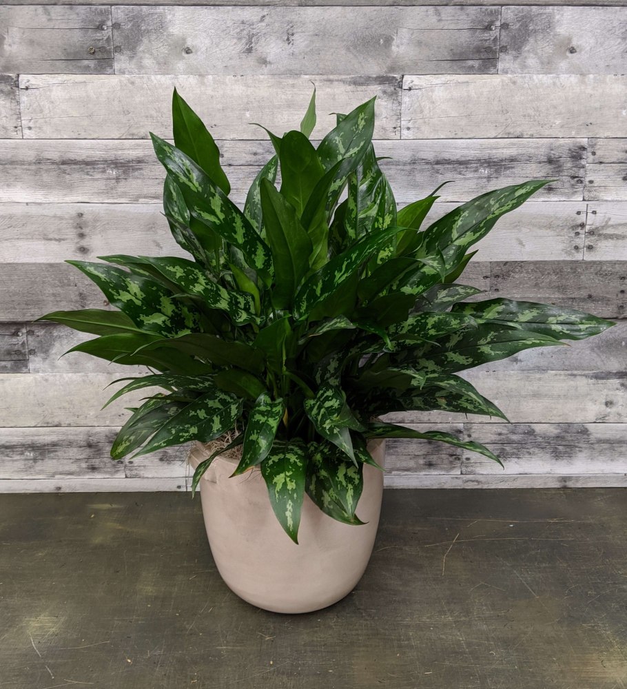 Аглаонема Эмеральд