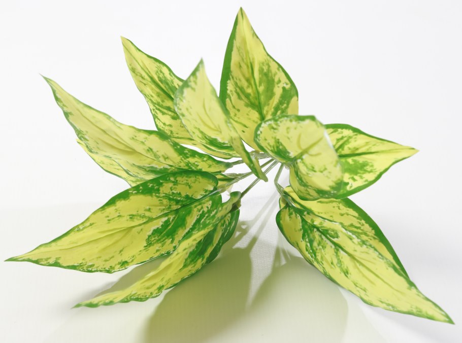 Аглаонема серебряная Королева