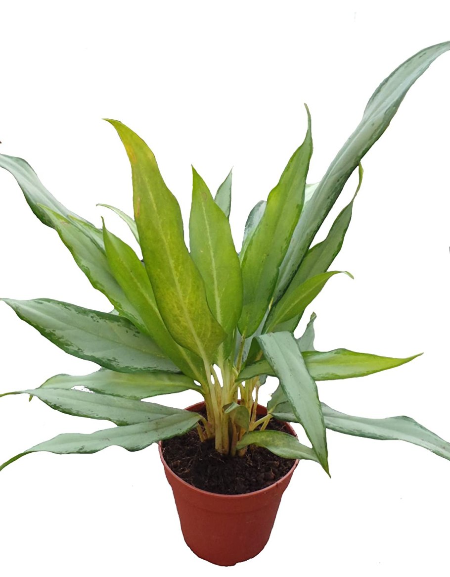 Аглаонема Сильвер Кинг