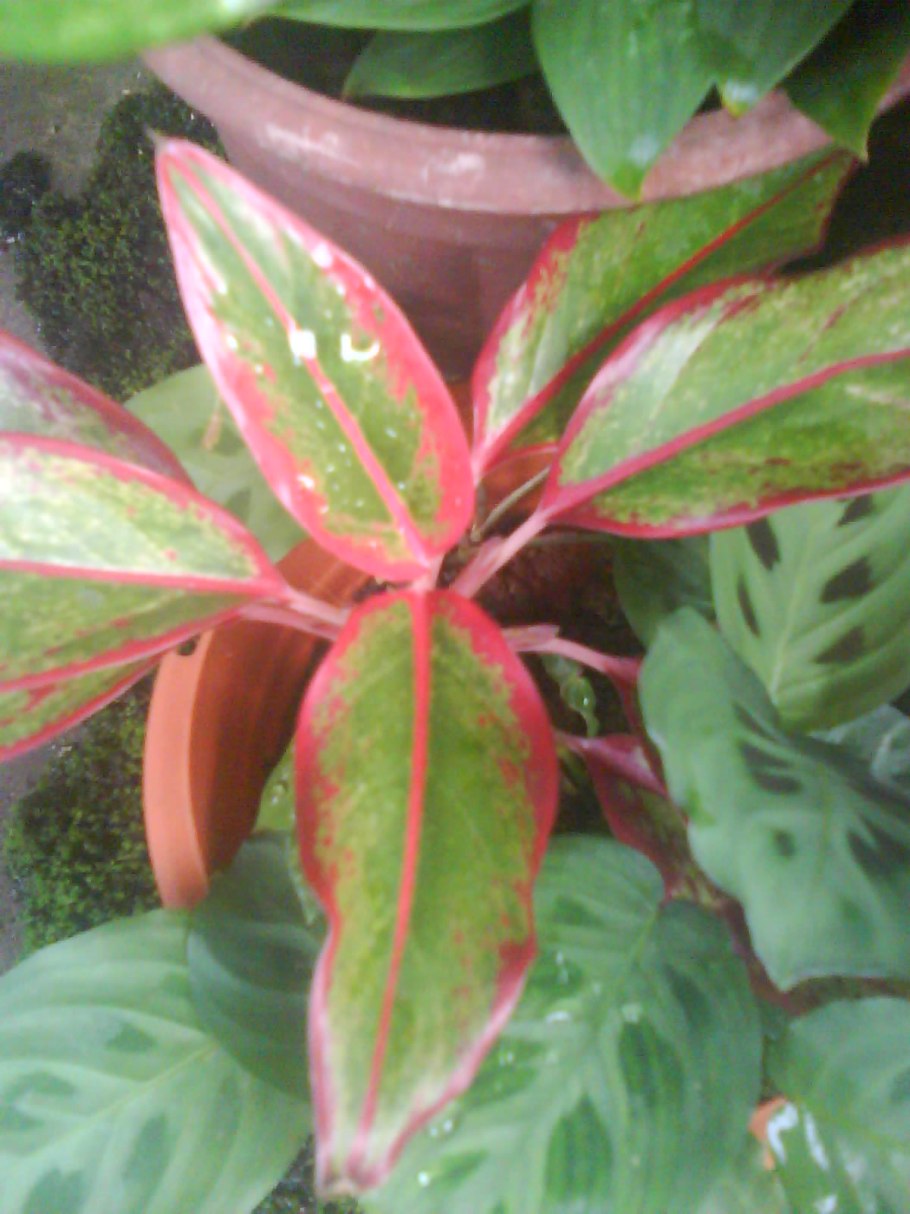 Аглаонема Леон