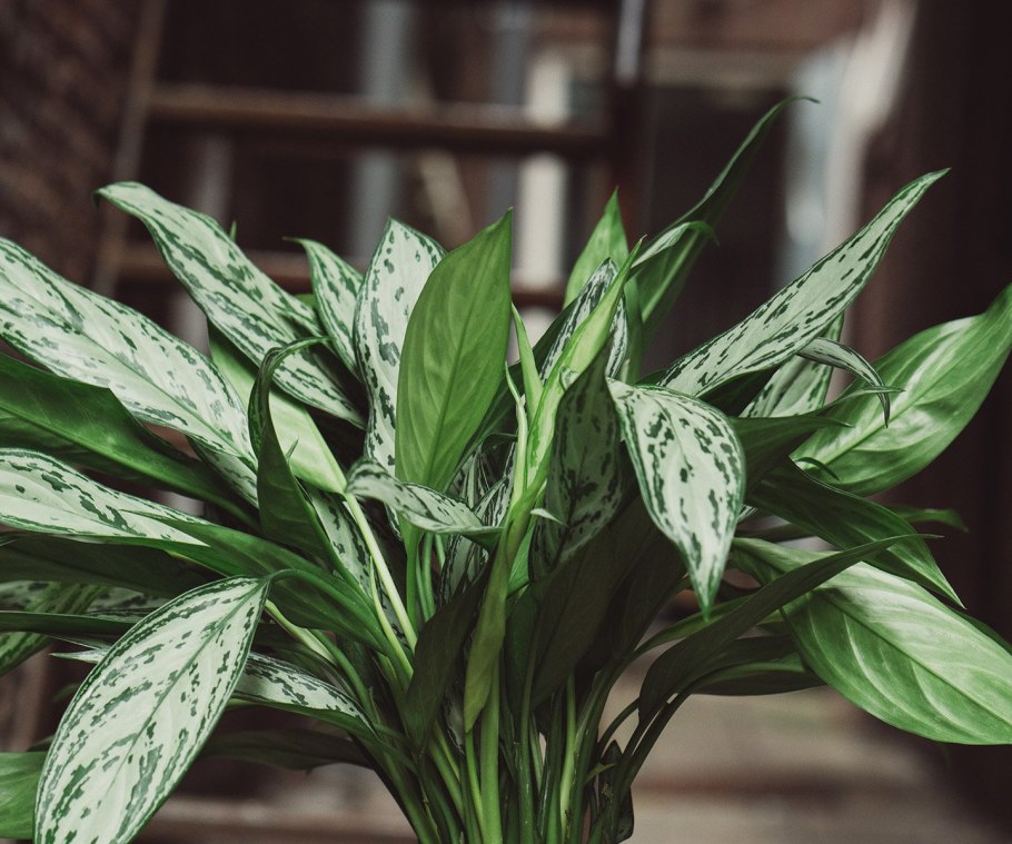 Аглаонема черри Берри