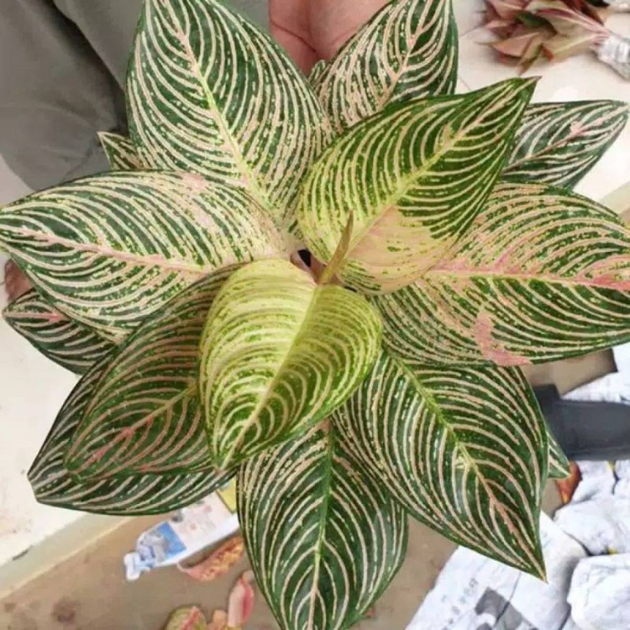 Аглаонема Вайт Чанг фото