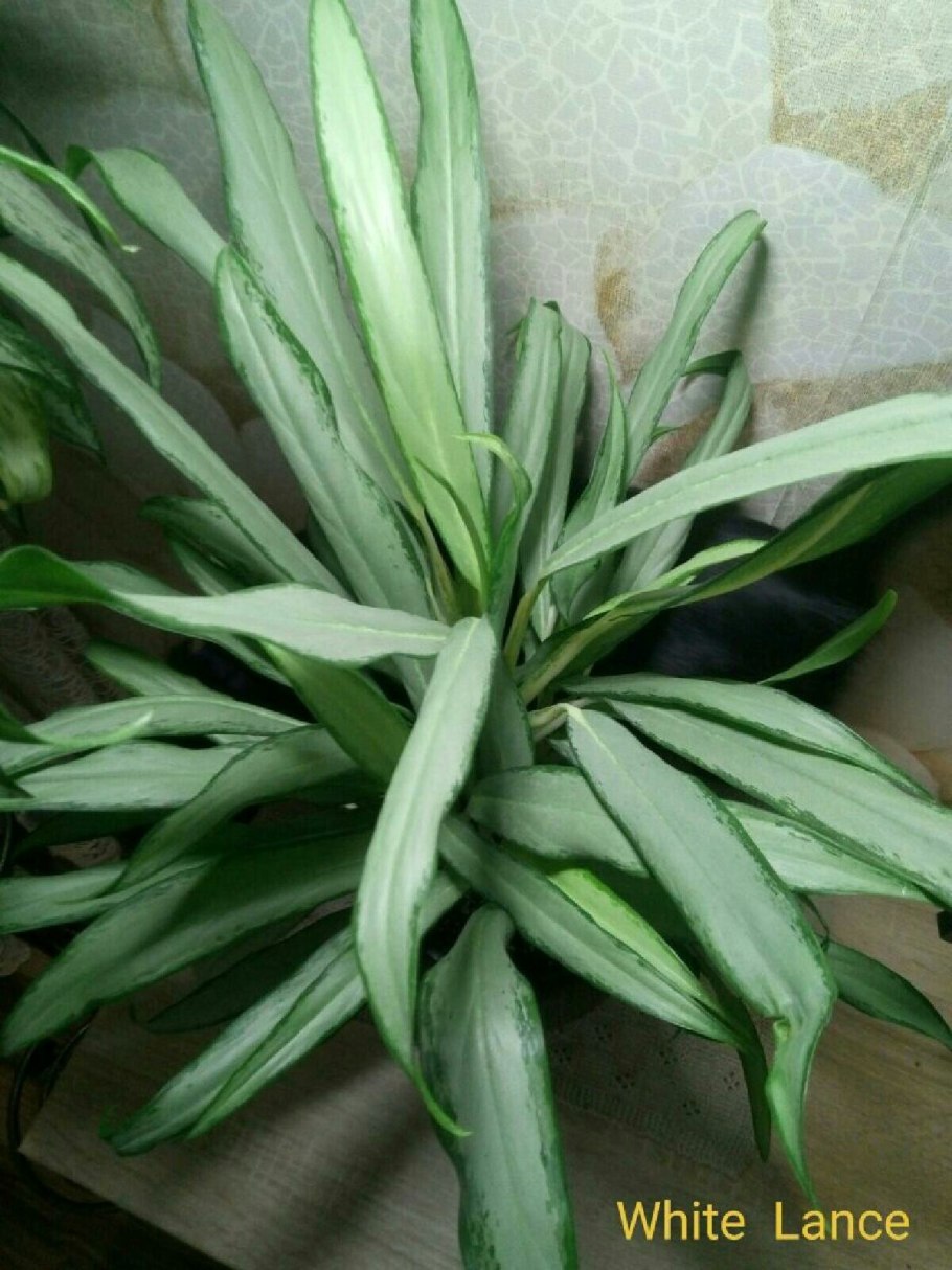 Аглаша цветок как выглядит