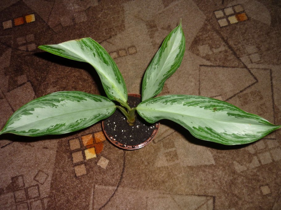 Аглаонема Сильвер Фрост