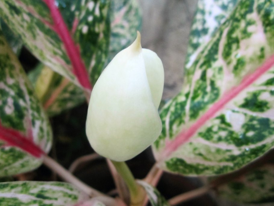 Аглаонема Сильвер куин