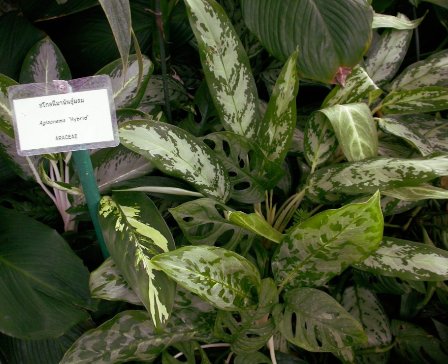 Аглаонема Блэк Лэнс d12 h50