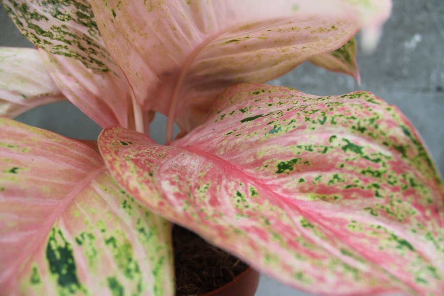 Аглаонема Black Lance