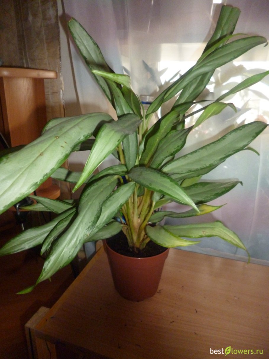 Аглаонема Блэк Лэнс