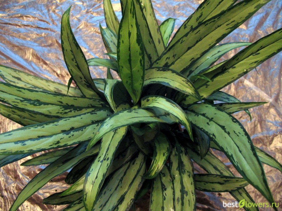 Аглаонема White Lance