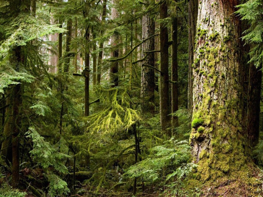 Непролазная Сибирская Тайга Леший