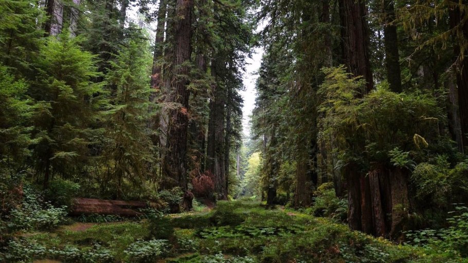 Тайга хвойный Бор НЕПРОХОДИМАЯ