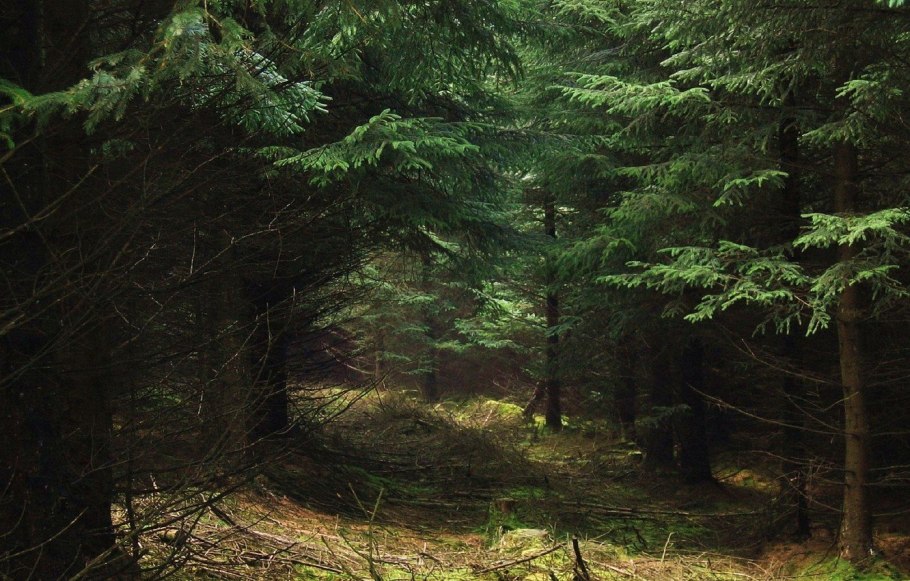 Тайга хвойный Бор НЕПРОХОДИМАЯ