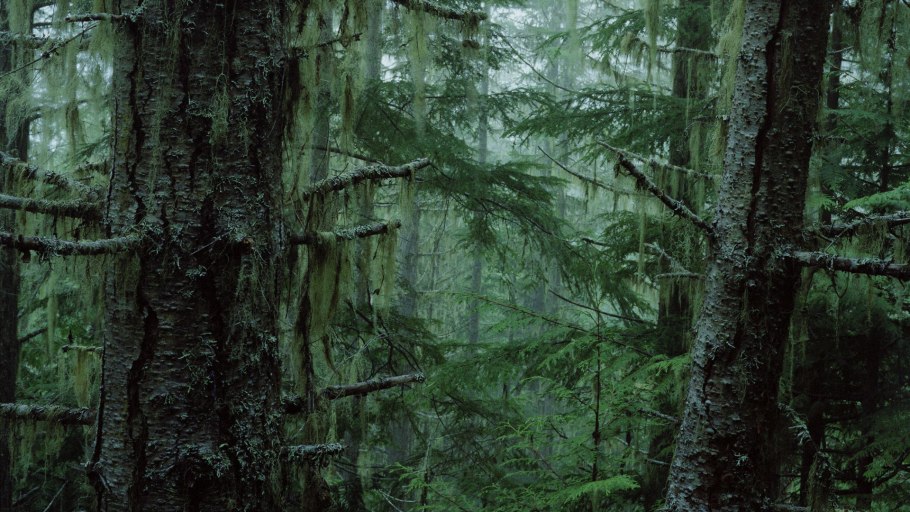 Тайга чаща непролазная