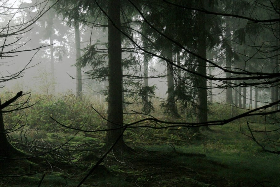 Дремучий лес Тайга