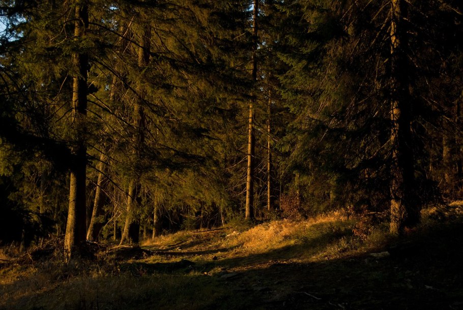 Тайга хвойный Бор НЕПРОХОДИМАЯ