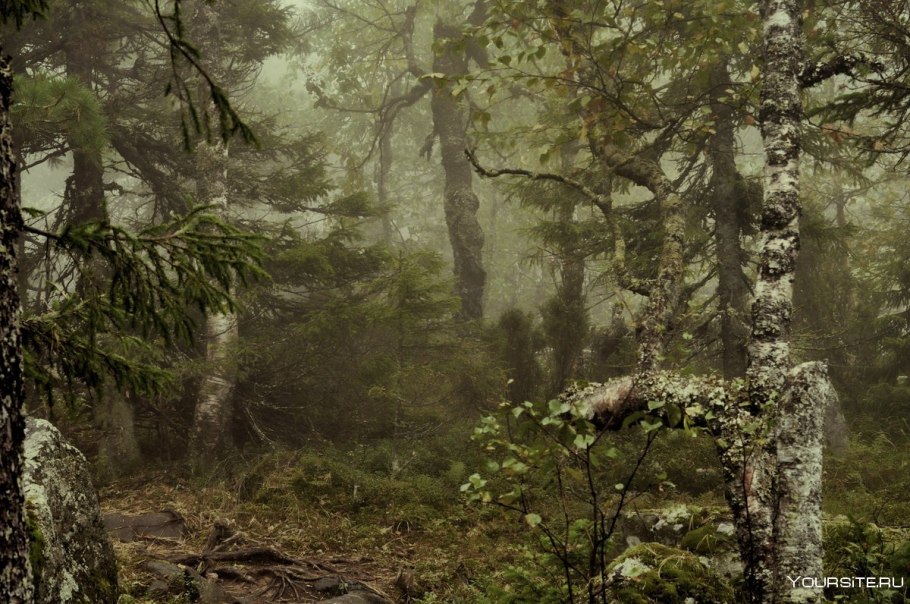 Дремучий лес Тайга
