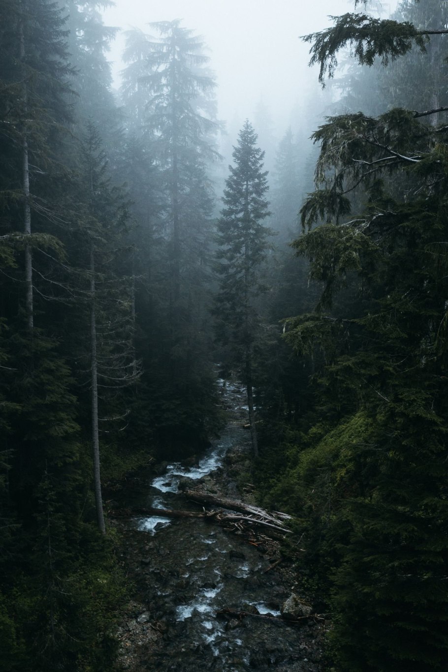 Скандинавия лес Шварцвальд