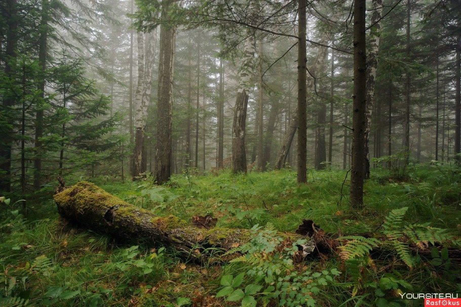 Таежные Ельники