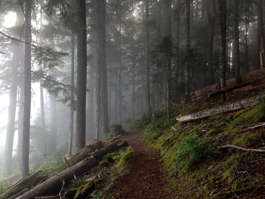 Непролазная Сибирская Тайга