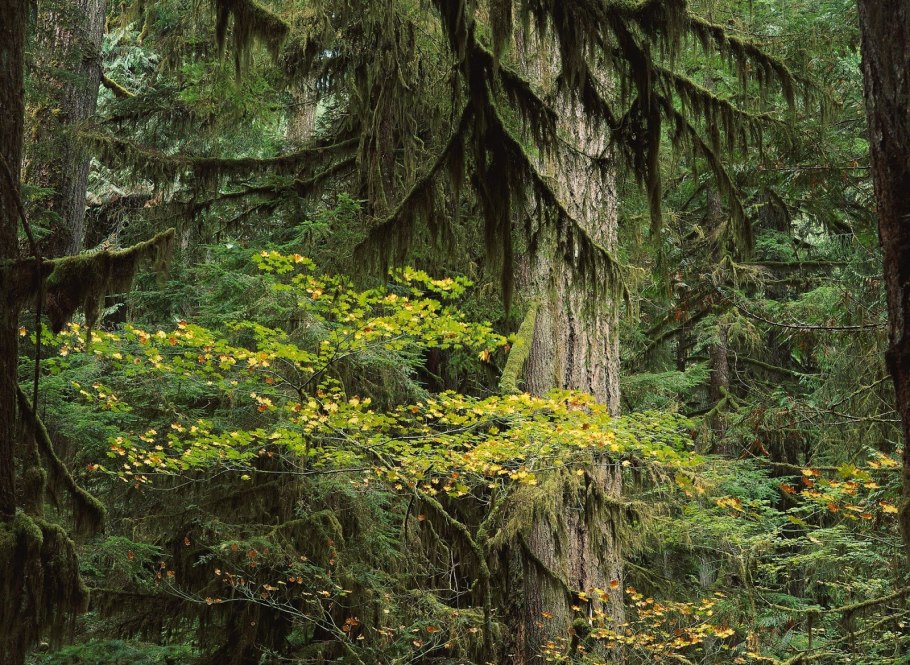 Дремучий лес пихта кедр