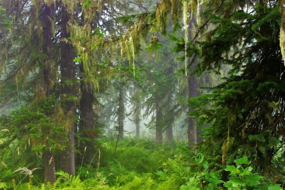 Черневая Тайга Алтайского края